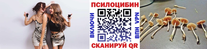 как найти   Медногорск  Галлюциногенные грибы Psilocybe 